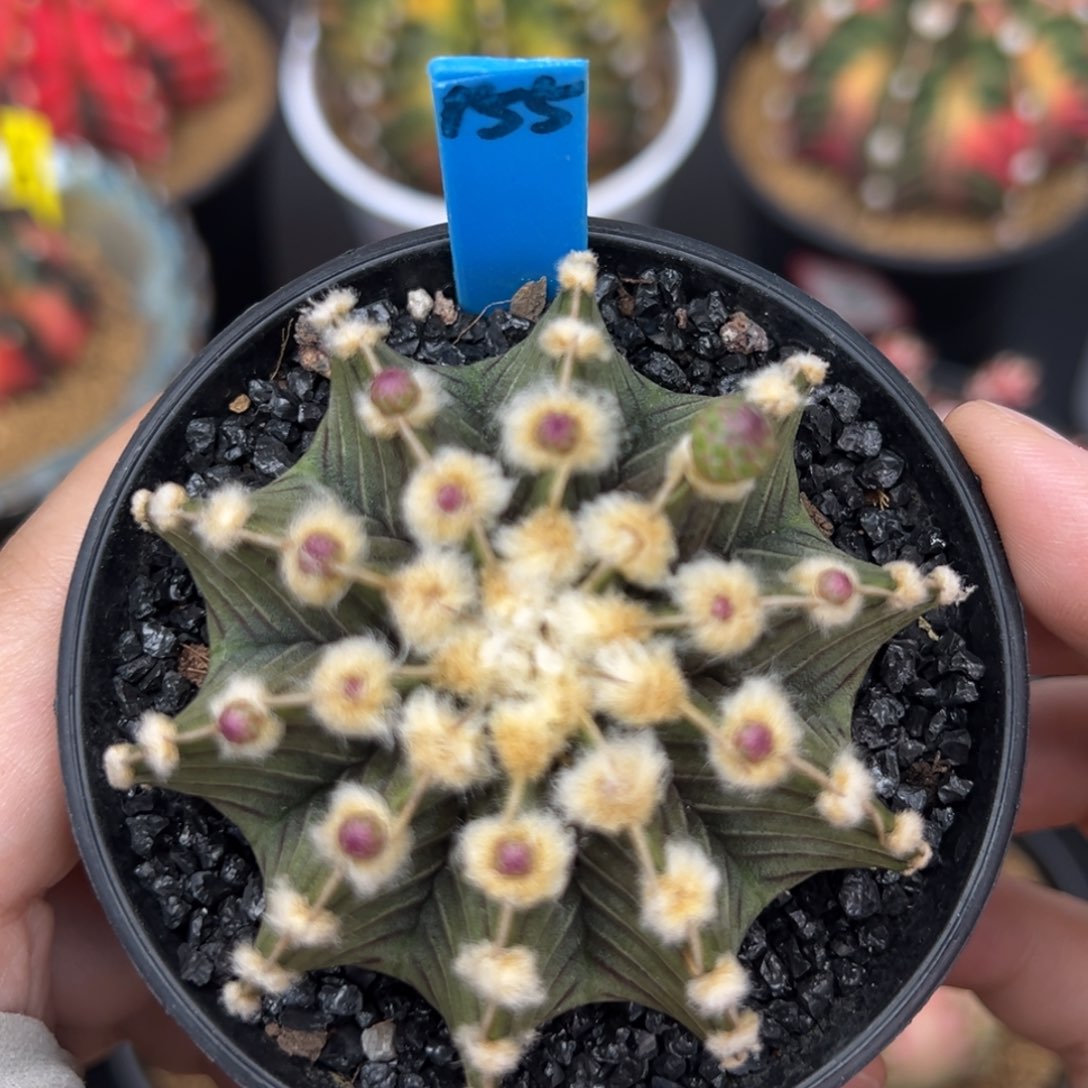 泰系实生高绒肋骨155