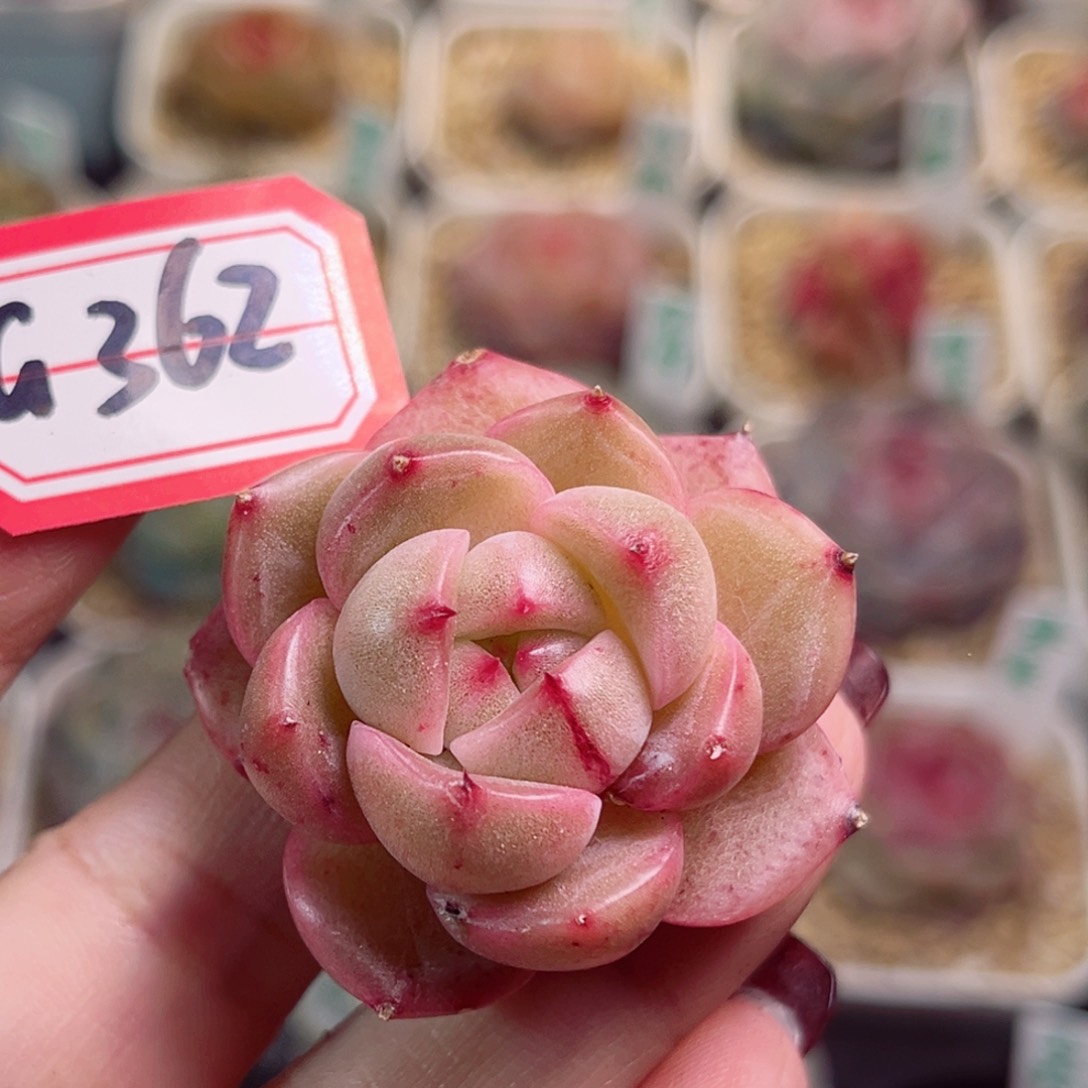 G362 一物一拍 不认识