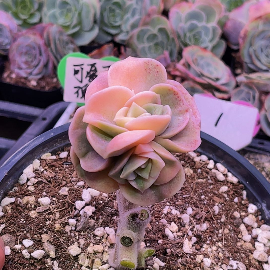 可爱玫瑰锦双头 非偏远包邮 多肉