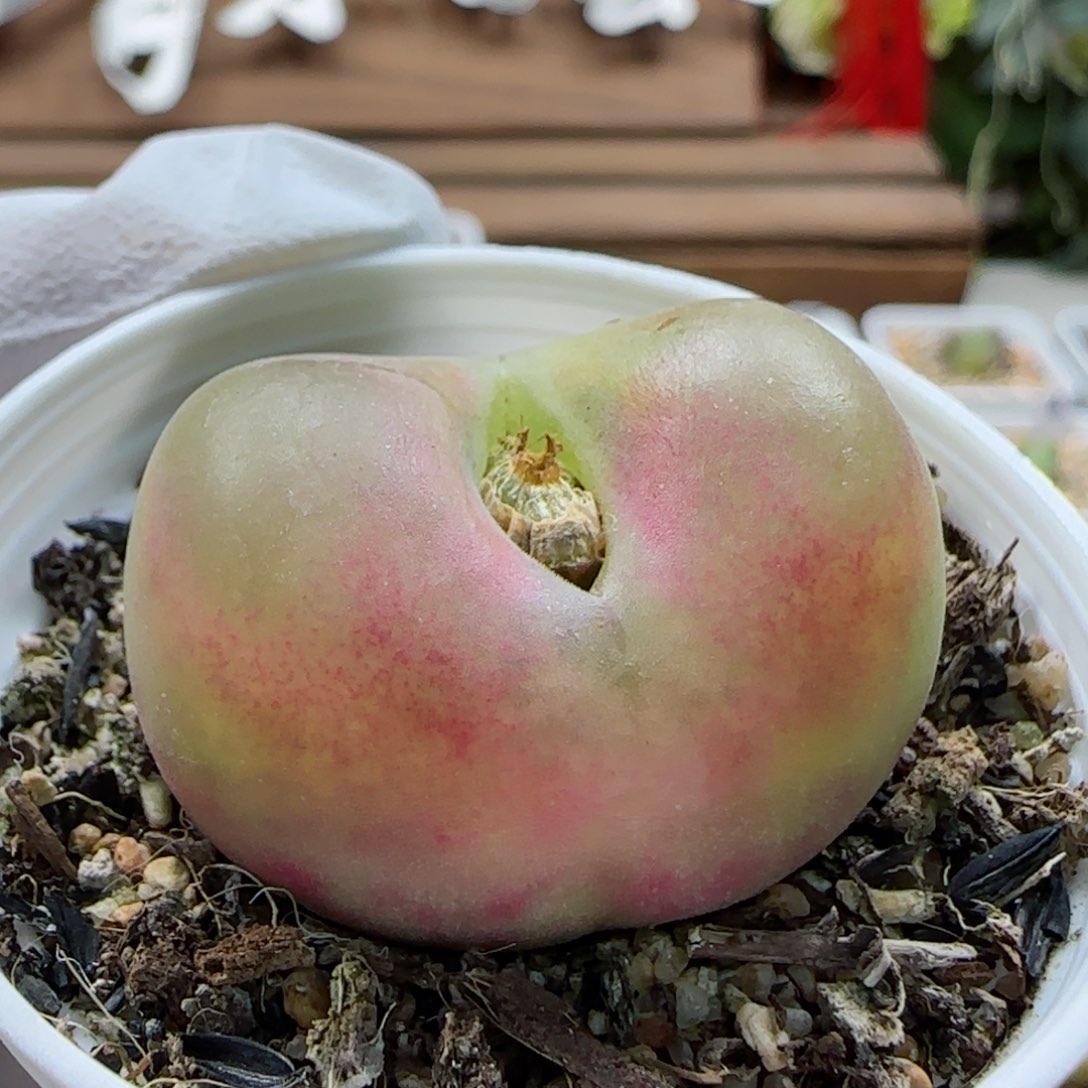 2-11-1-3当天满58包邮3.4cm多肉脱土