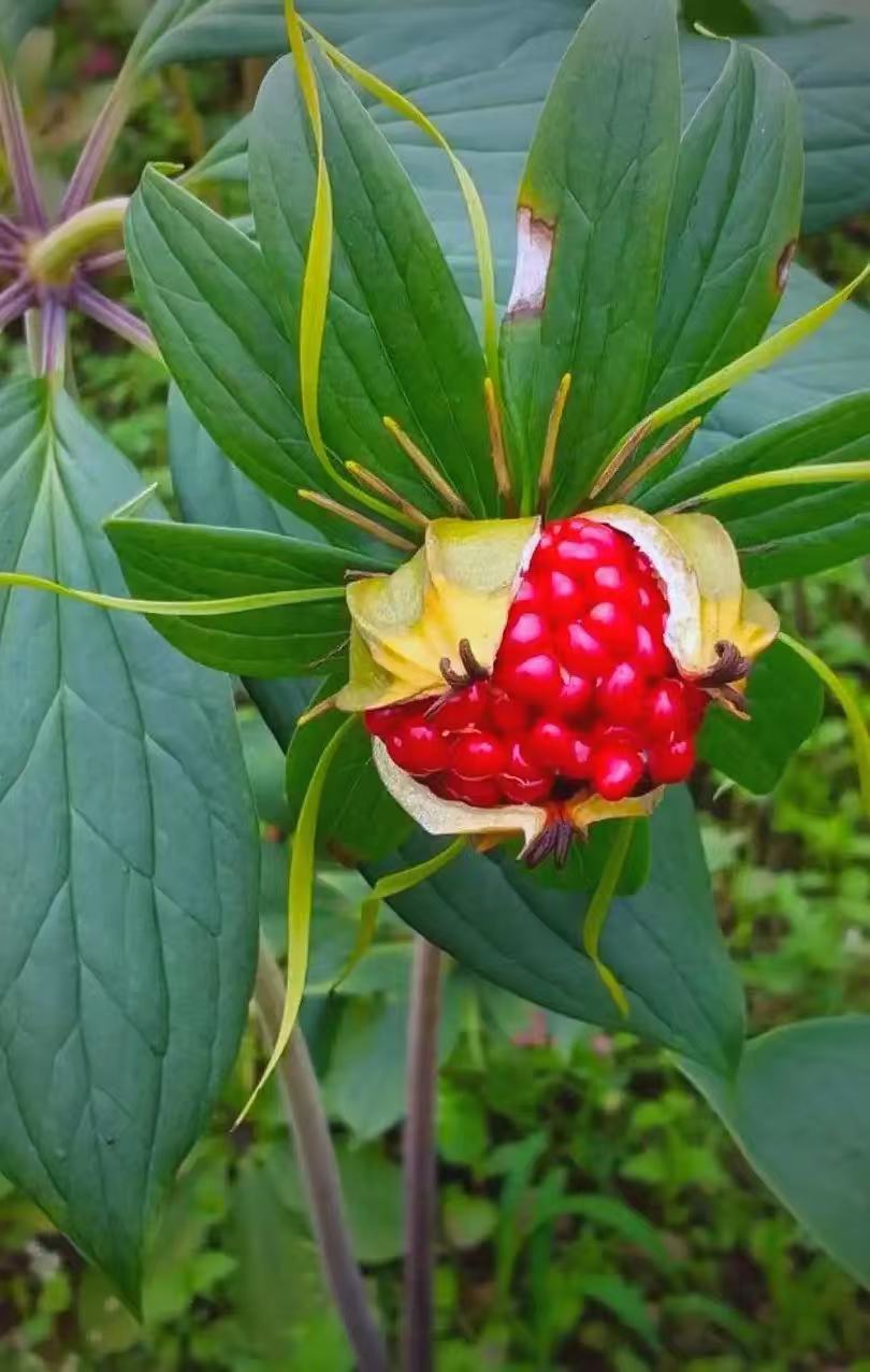 云南单芽七叶一枝花盆栽绿植