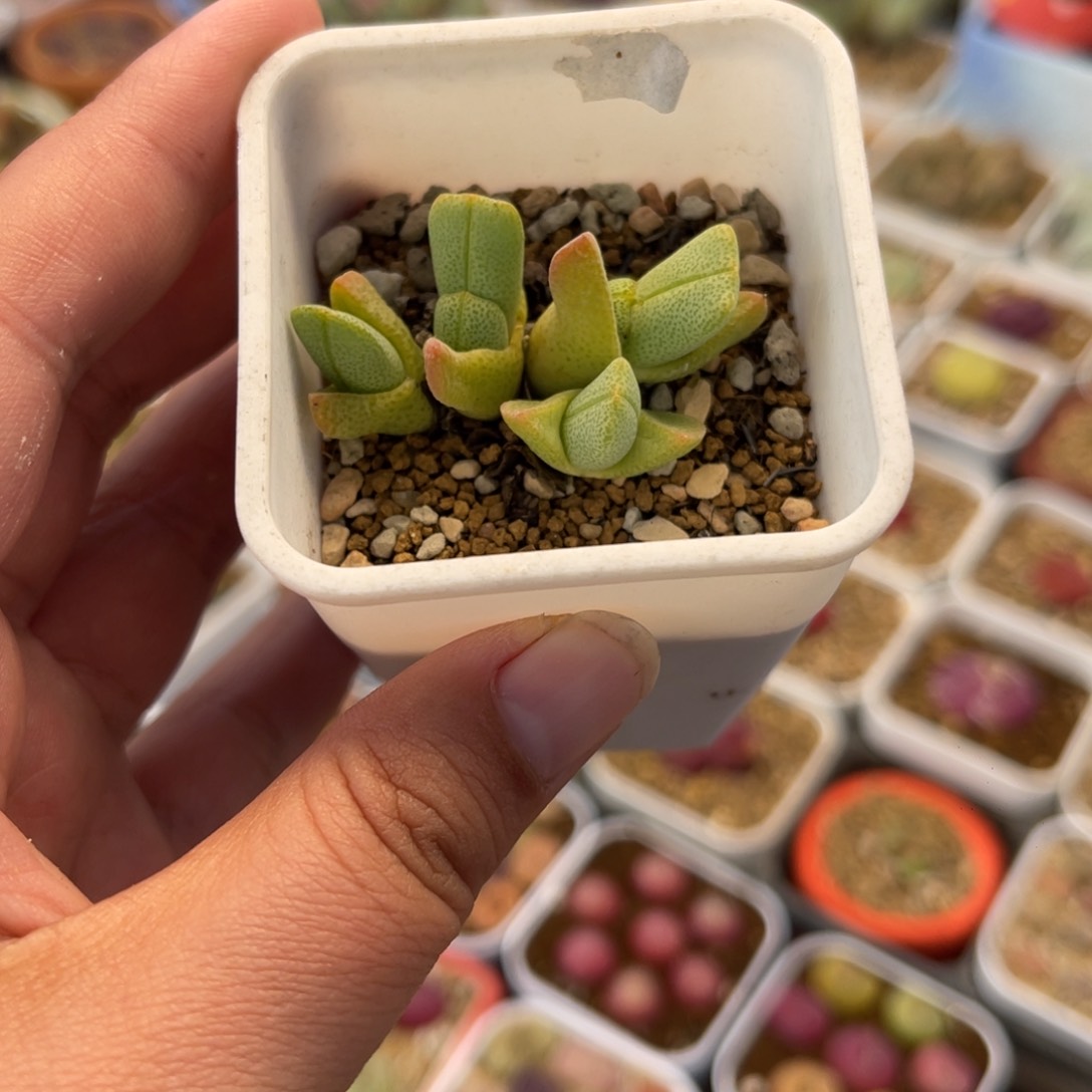 095多肉植物百科