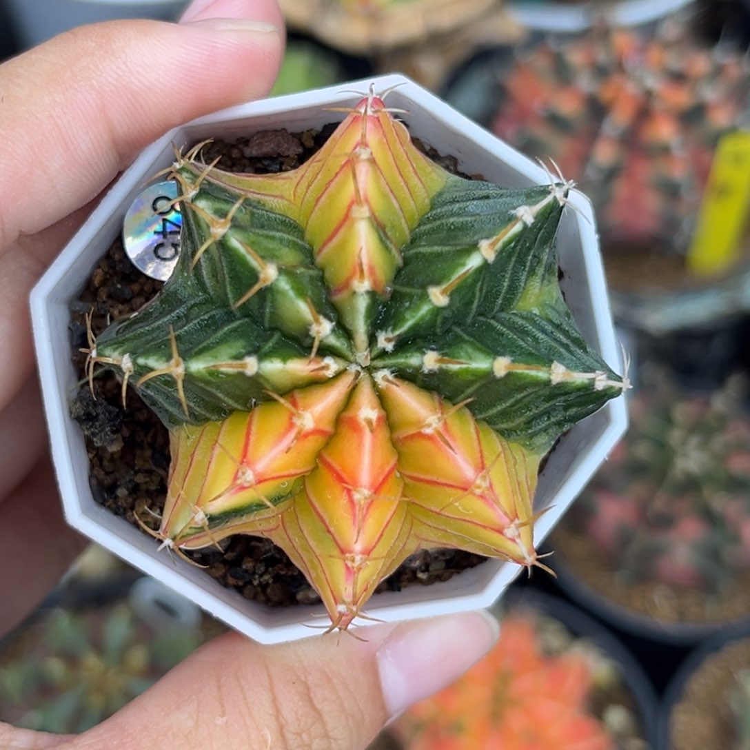 845      带盆土发货