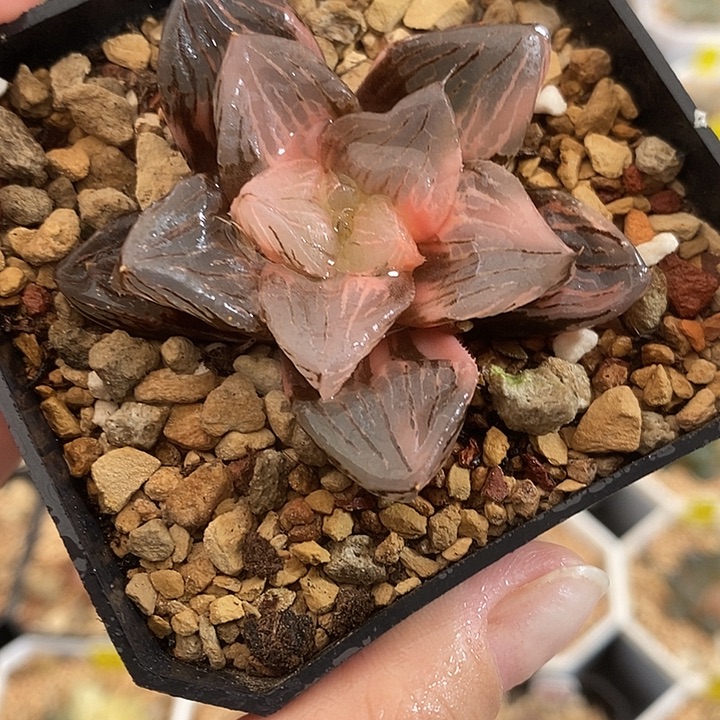 392玉潭寿锦一物一拍