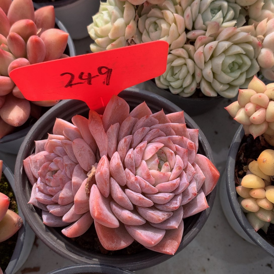 格瑞斯72773373737373