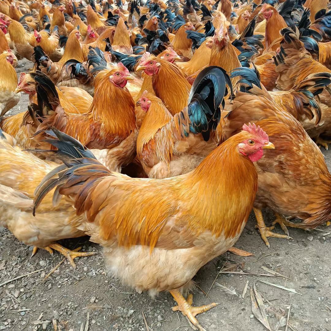 （一只现称新鲜宰杀散养280天大扇鸡）广东果园走地鸡线鸡白切鸡