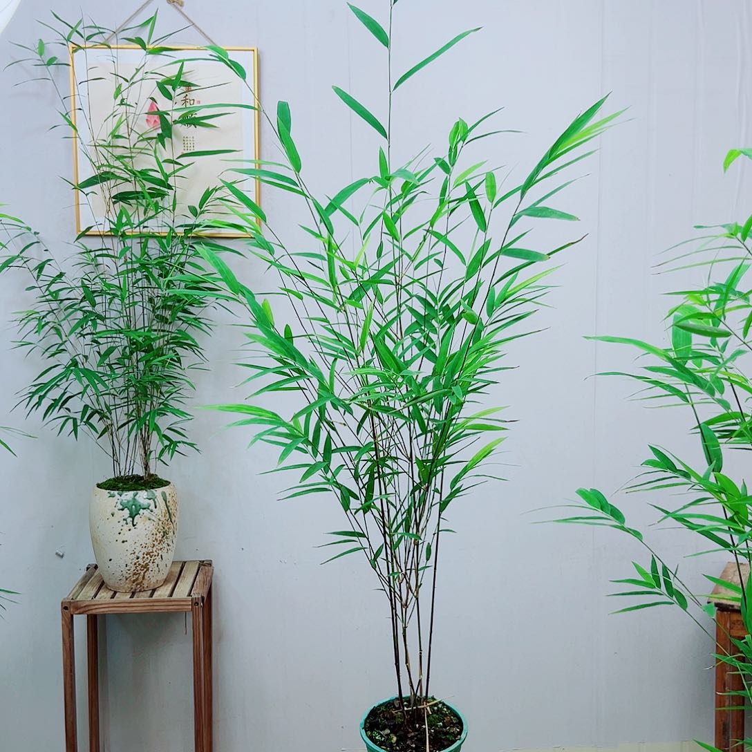 不开花植物内门竹