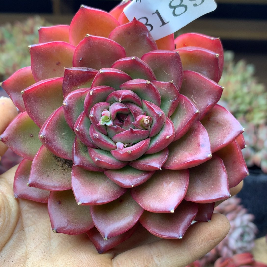 8189杂交多肉植物