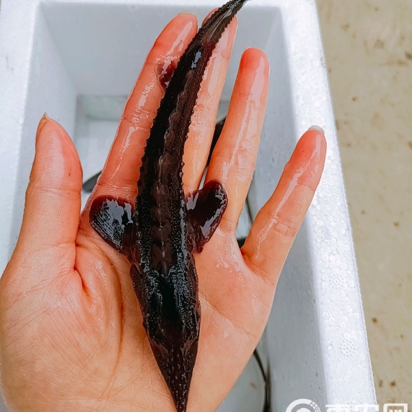 鲜活淡水鱼 四川鲟龙软骨鱼   淡水饲养