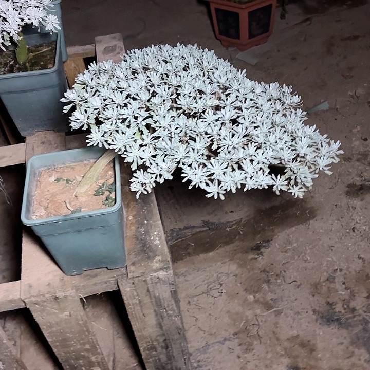 无***1无花朵哈哈哈哈哈