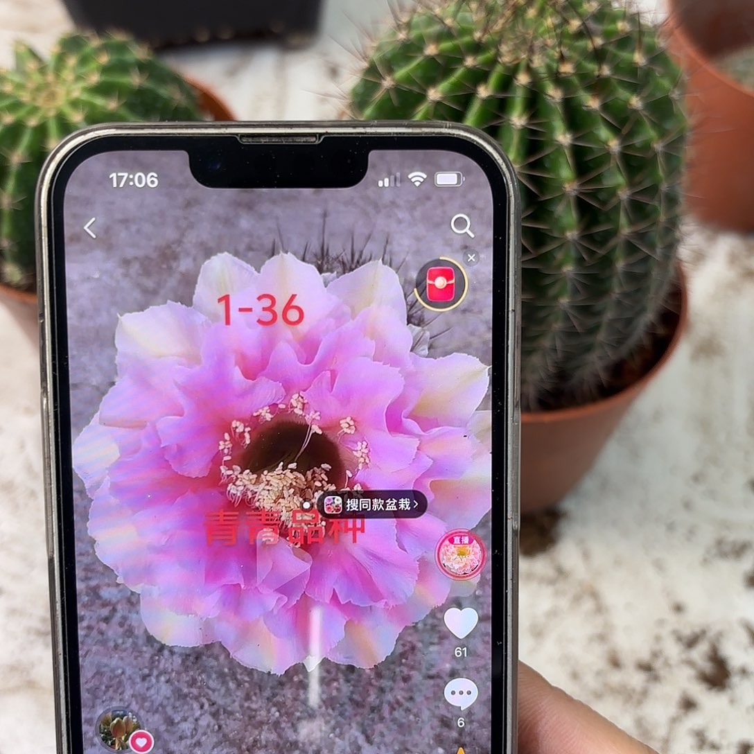 彩草1-36号8.5-9公分左右