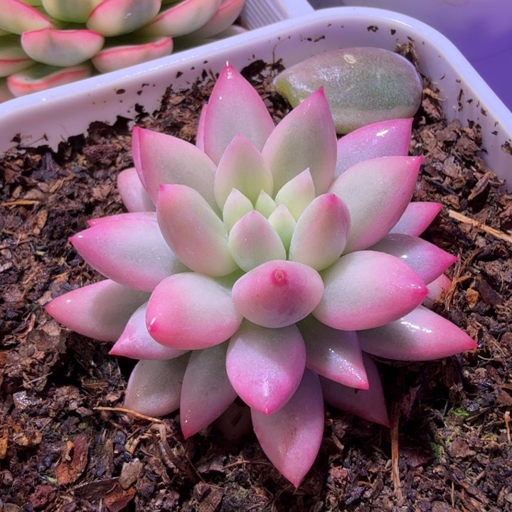 红蜻蜓锦多肉植物