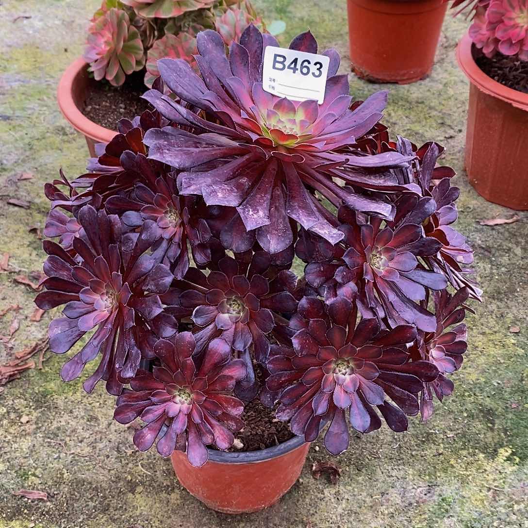 蝴*?黑铜壶中班多肉463