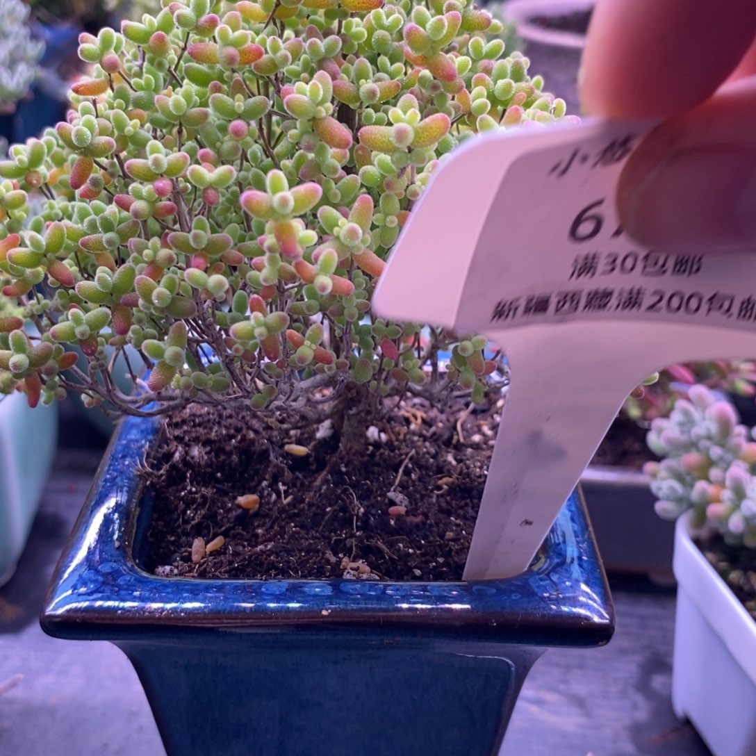 每*675，蜜桔糖球带盆。    