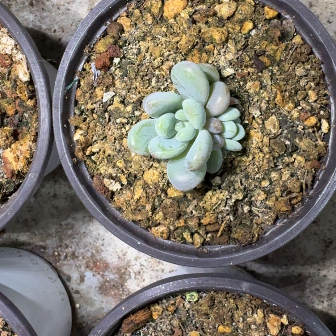 海妮亚 叶插 一物一拍