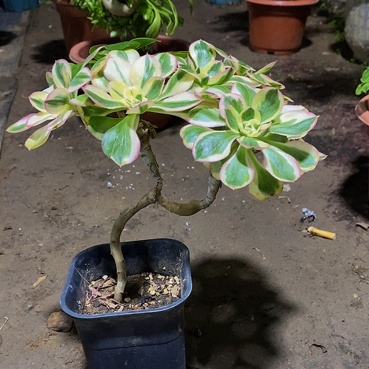 多肉植物保护研究所