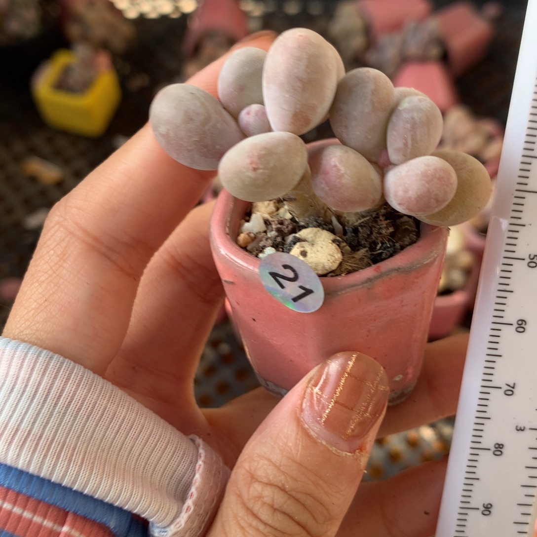 黄金鸡蛋大叶奶哈哈