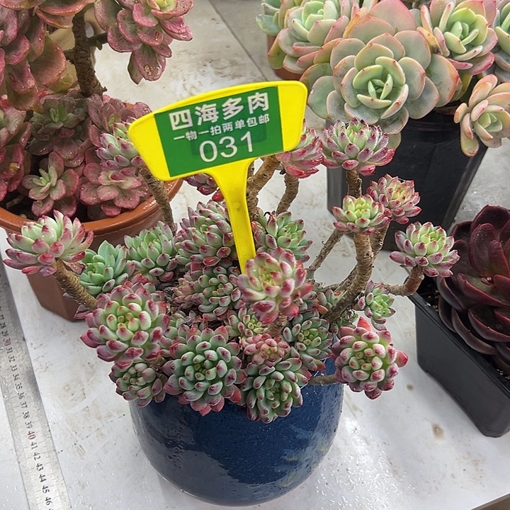 相***伴蓝苹果多肉植物精华031