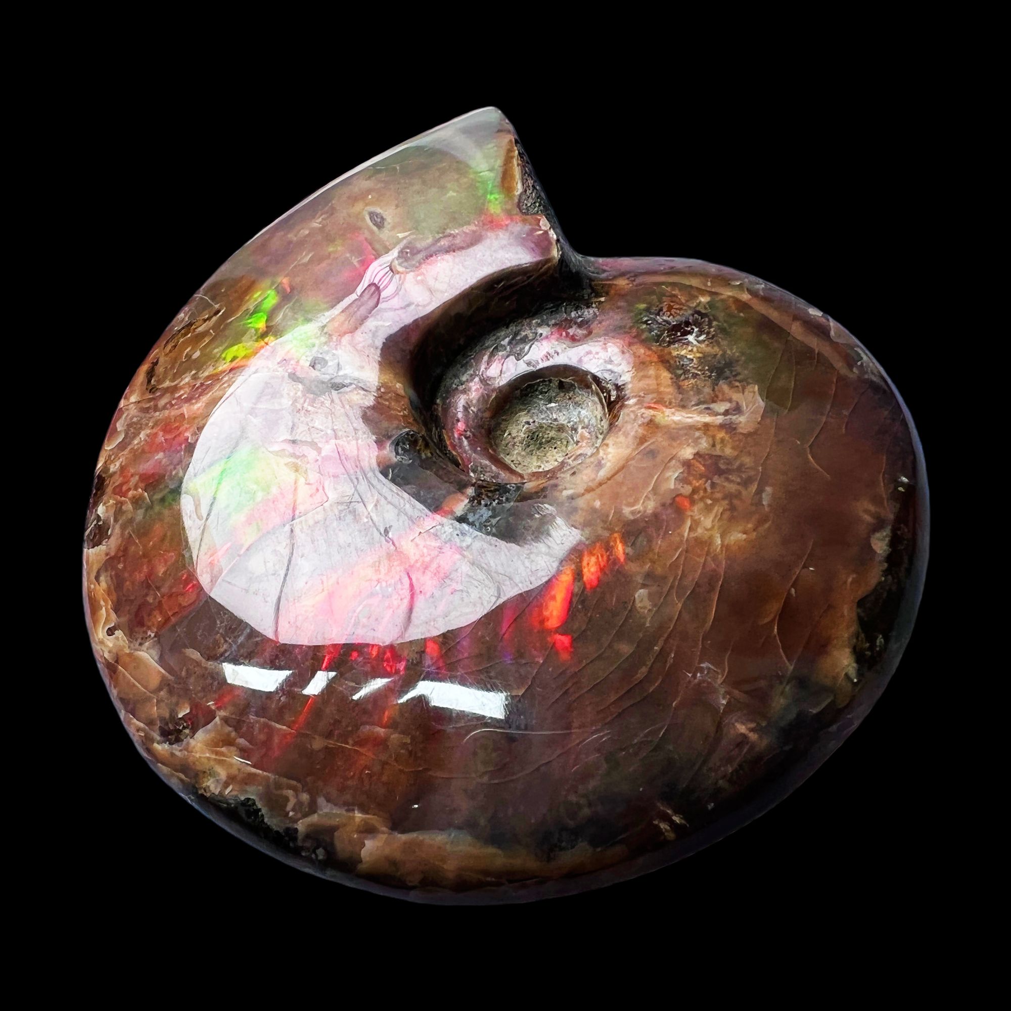 【 叶菊石（火凤凰）】100.2mm 马达加斯加 古贝壳N-41 创意饰品 A8