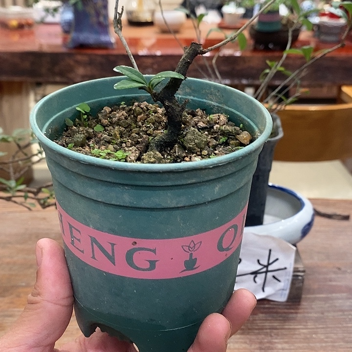 x***乐完全开放海岛春花