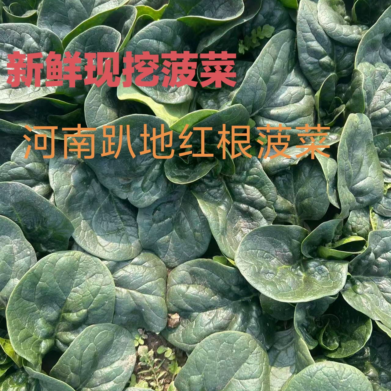河南露天霜打红根趴地菠菜新鲜现挖