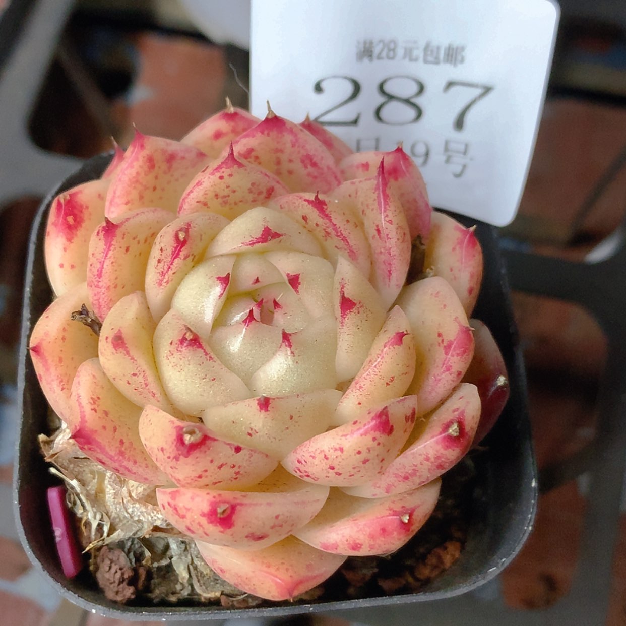 【闪购商品】云287