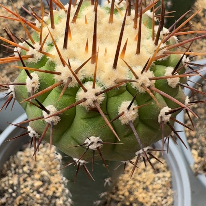 金刺孤龙丸苗接仙人球