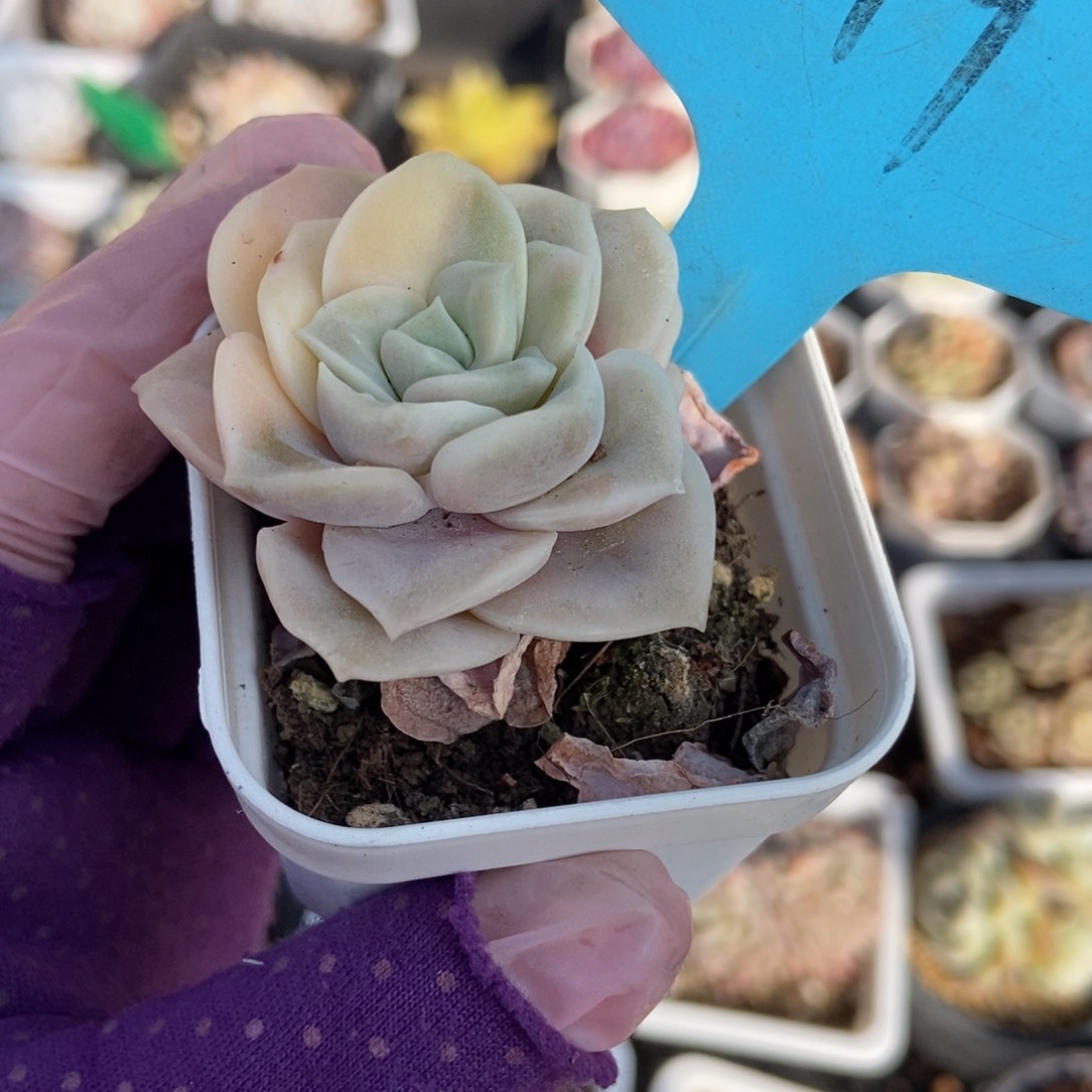 19可爱玫瑰锦多肉植物^_^