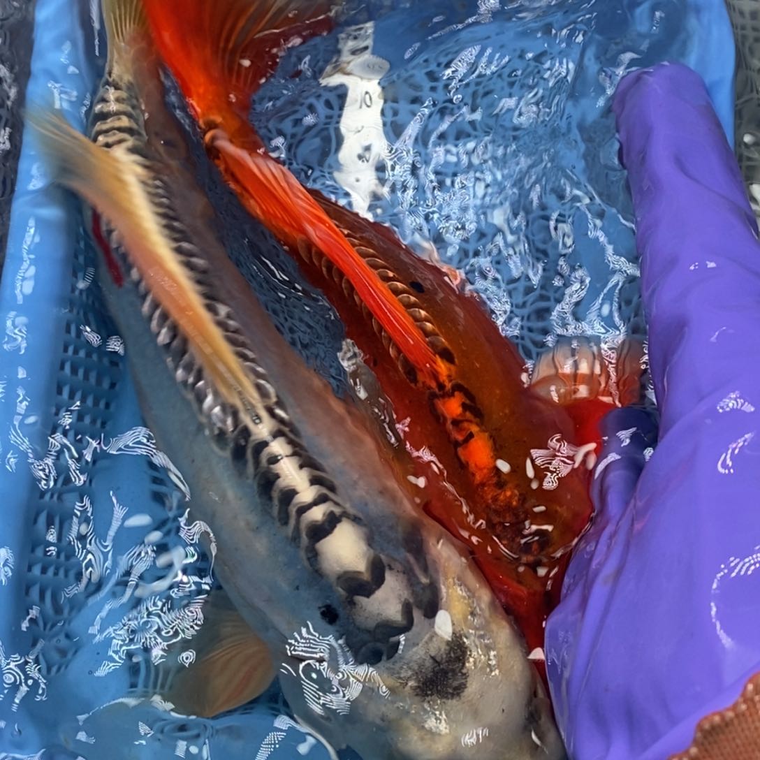 锦鲤冷水锦鲤包邮