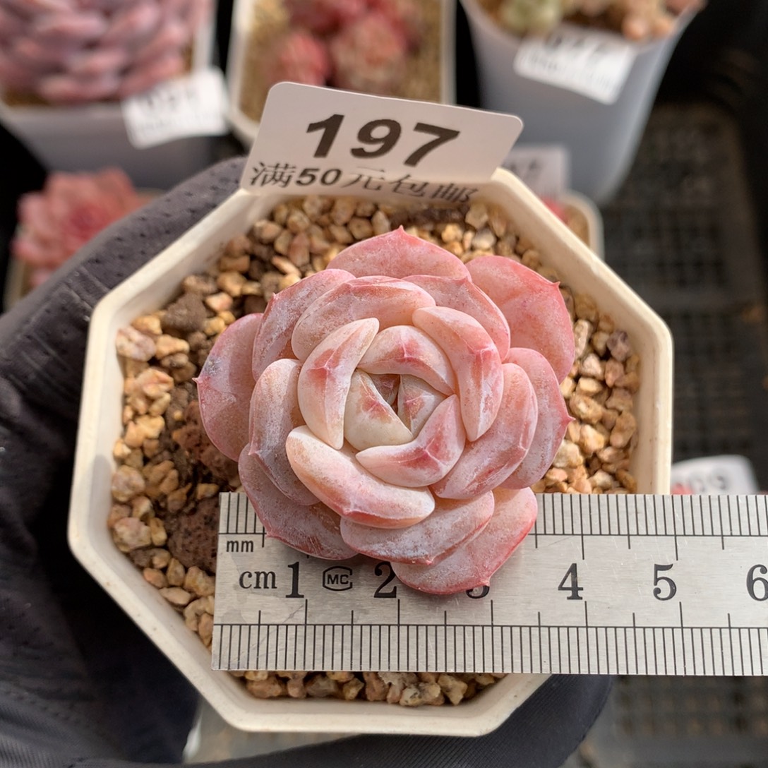 197。粗桩冰玉杂。粉玉。