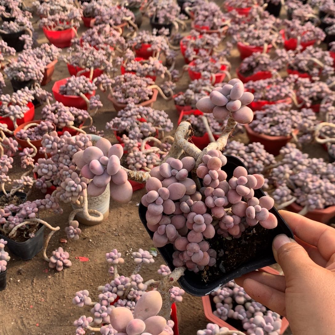 桃蛋老桩不带盆22号