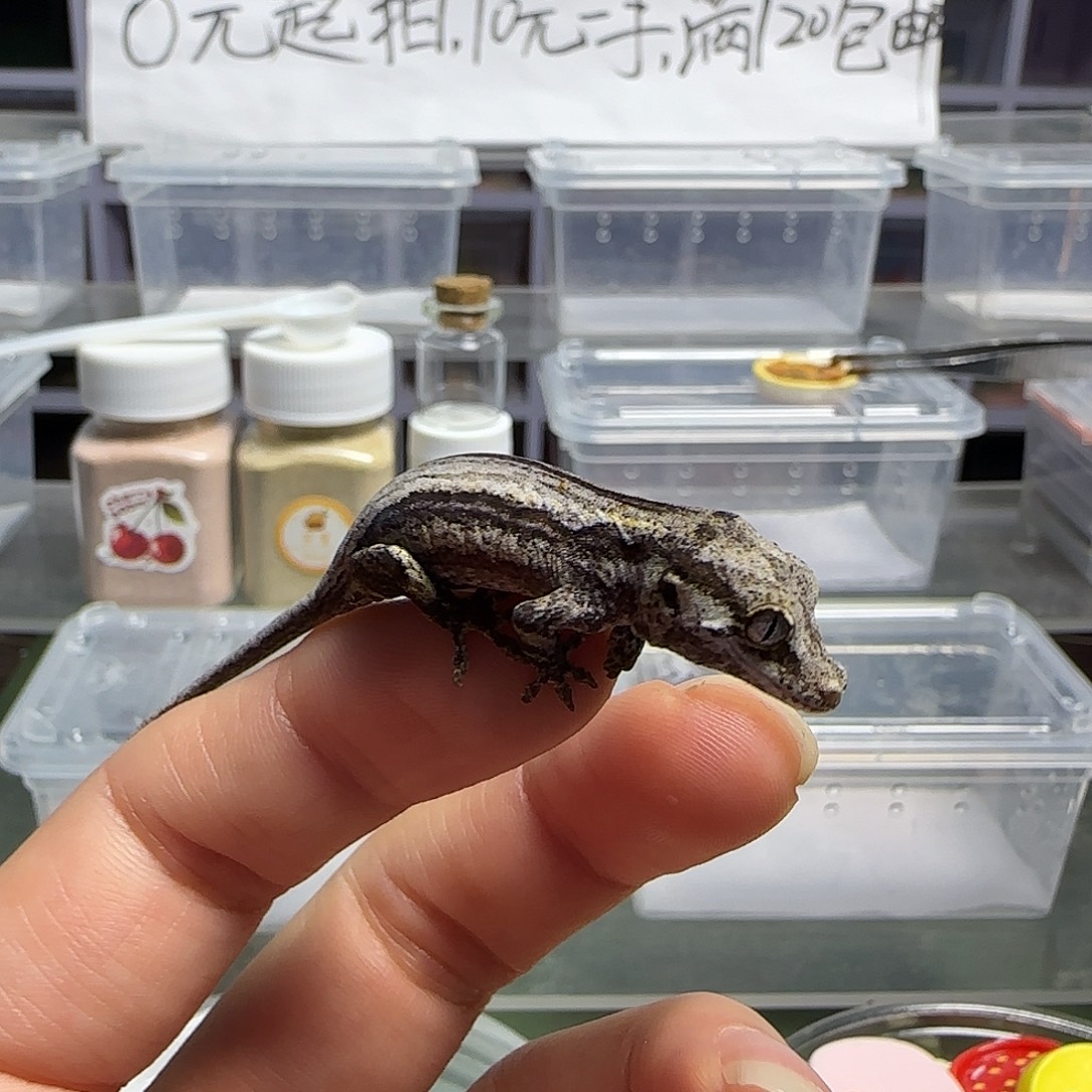 盖勾亚守宫盖勾亚大幼