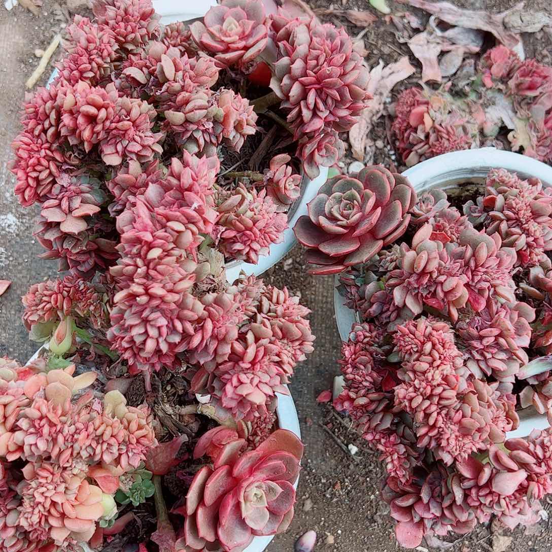 大红袍缀化精品特价