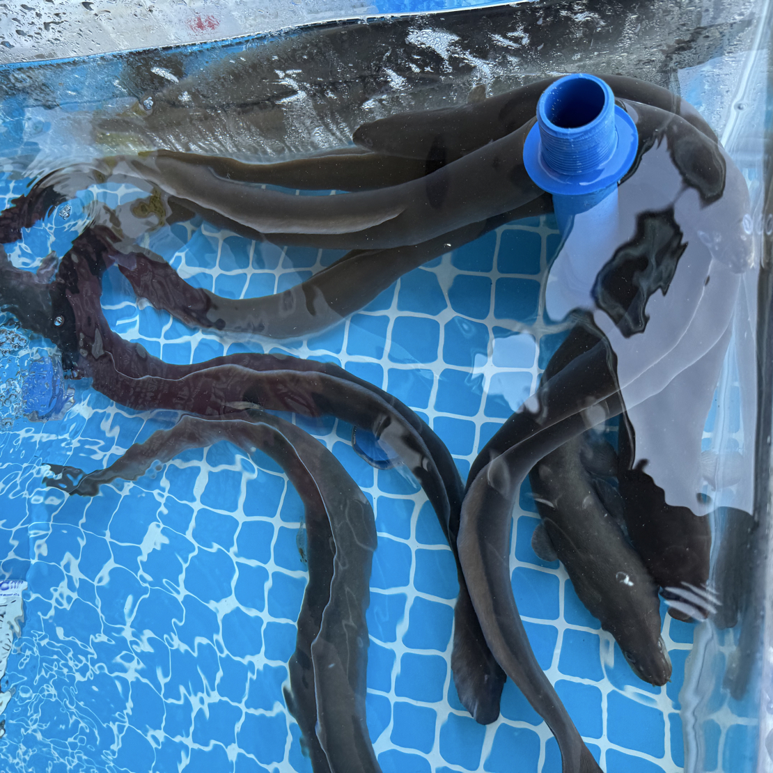 青鳝 水鳗 4.8元50g (每条1.5-2.5斤） 红烧，豆豉蒸