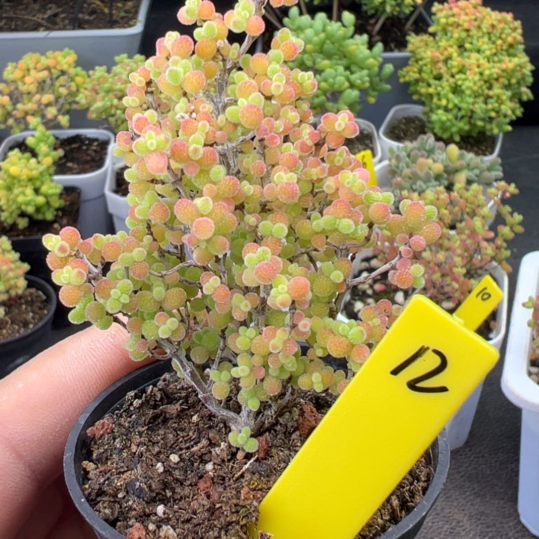 蜜橘糖球12号5cm盆