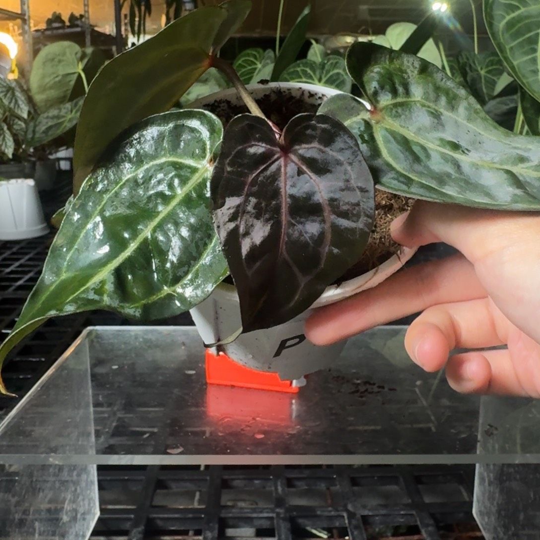 完全开放P17米歇尔杂