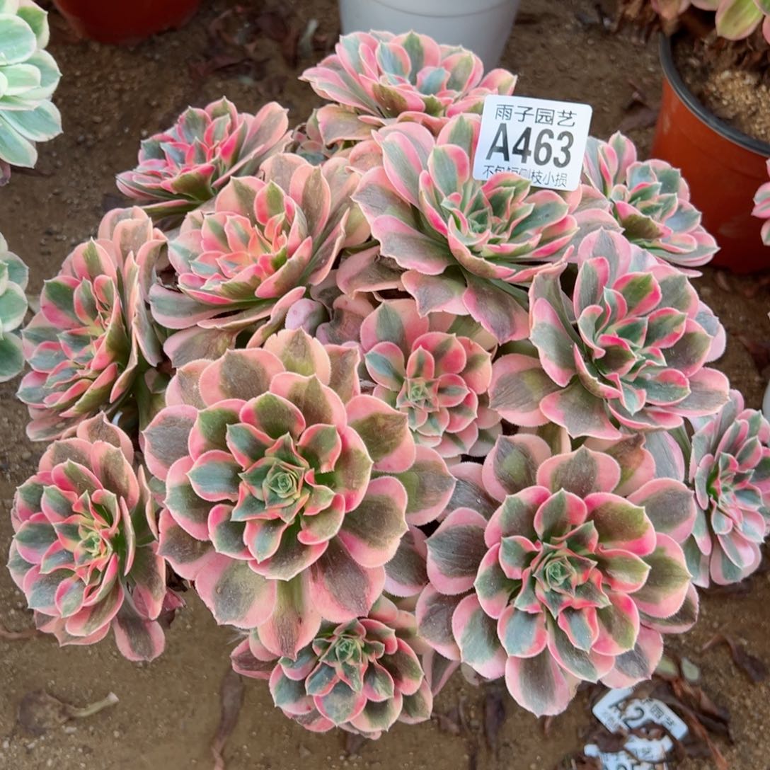 463粉女郎尺寸28左右