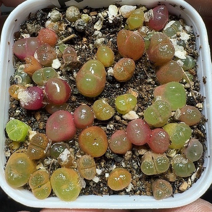 149 多肉植物多肉植物