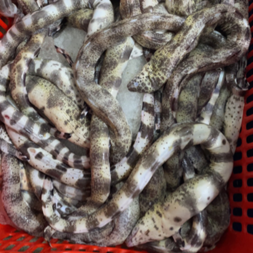 惠来神泉港口钱鳗 花鳗 钱麻 3-4条
