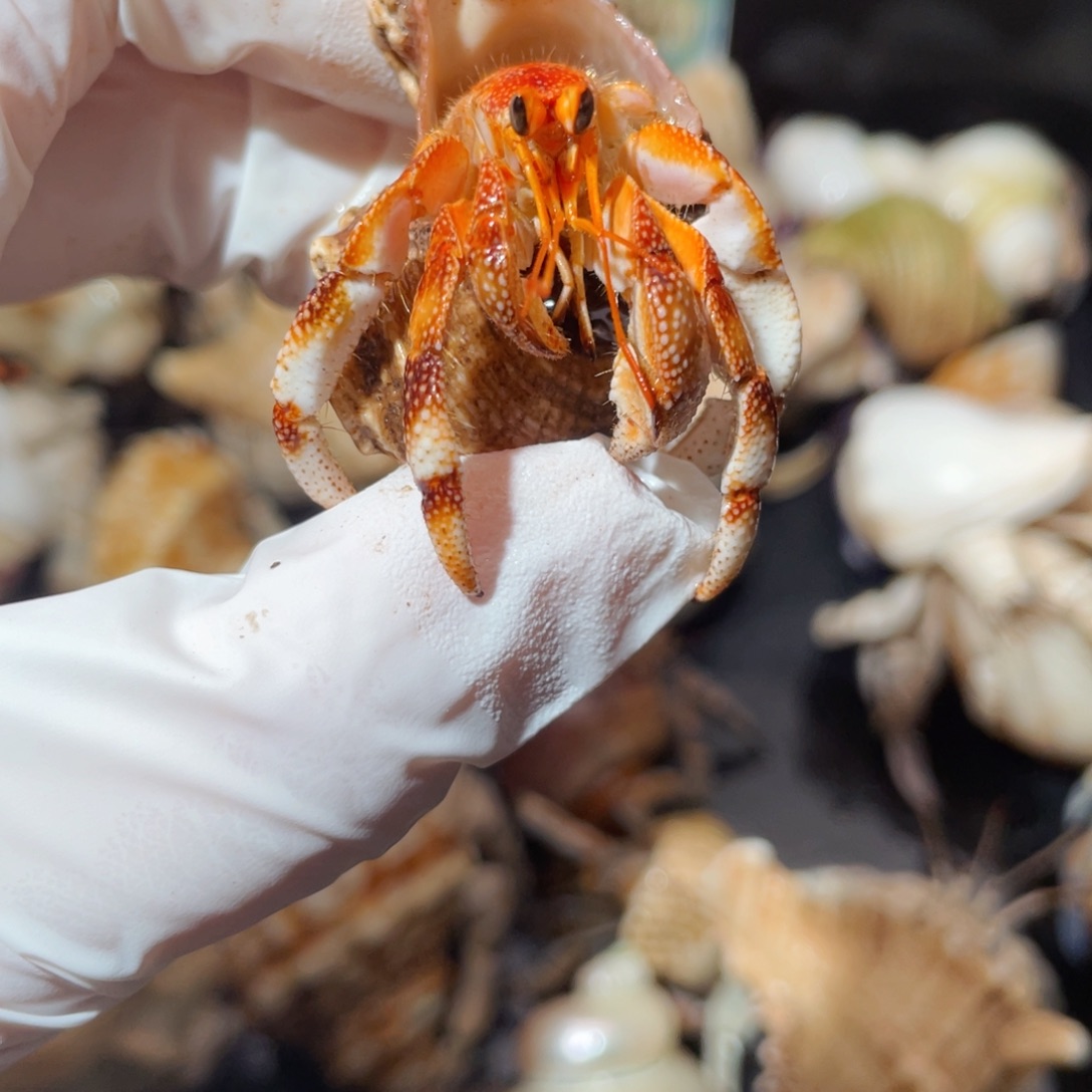 蜗居异宠寄居蟹9571，雪花黑莓