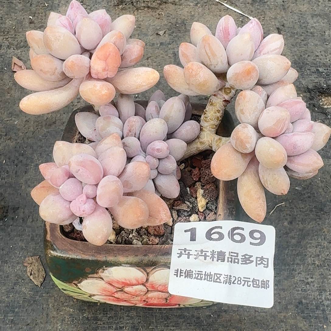 1669 卉卉精品多肉 非偏远地区满28元包邮