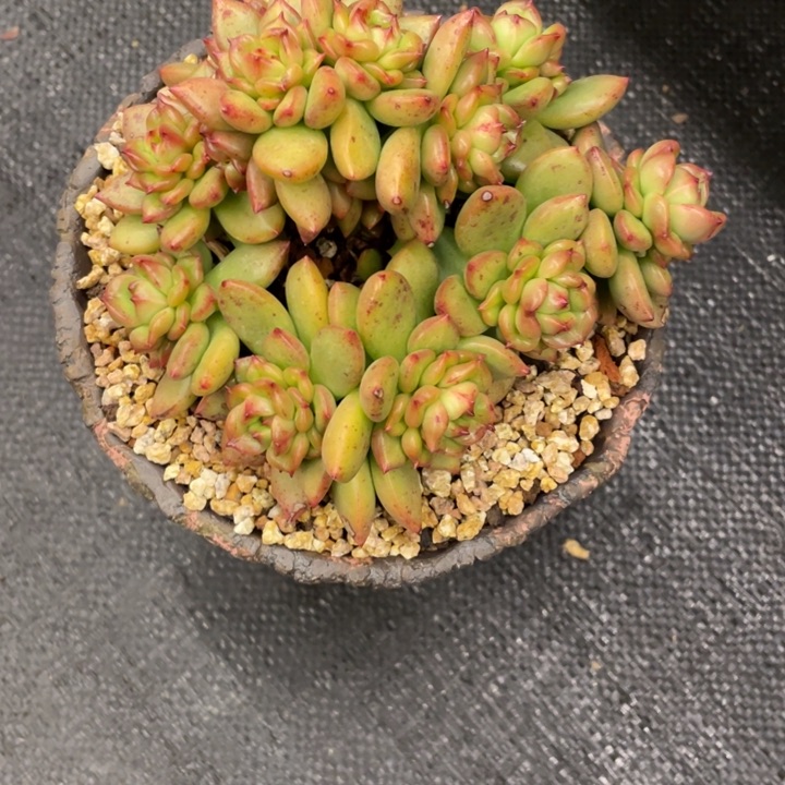 紫*晶弥鹿之森一物一图