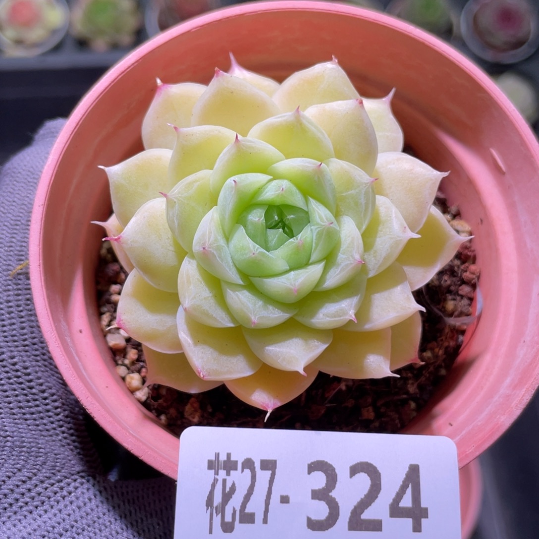 花利美27-324麦秆