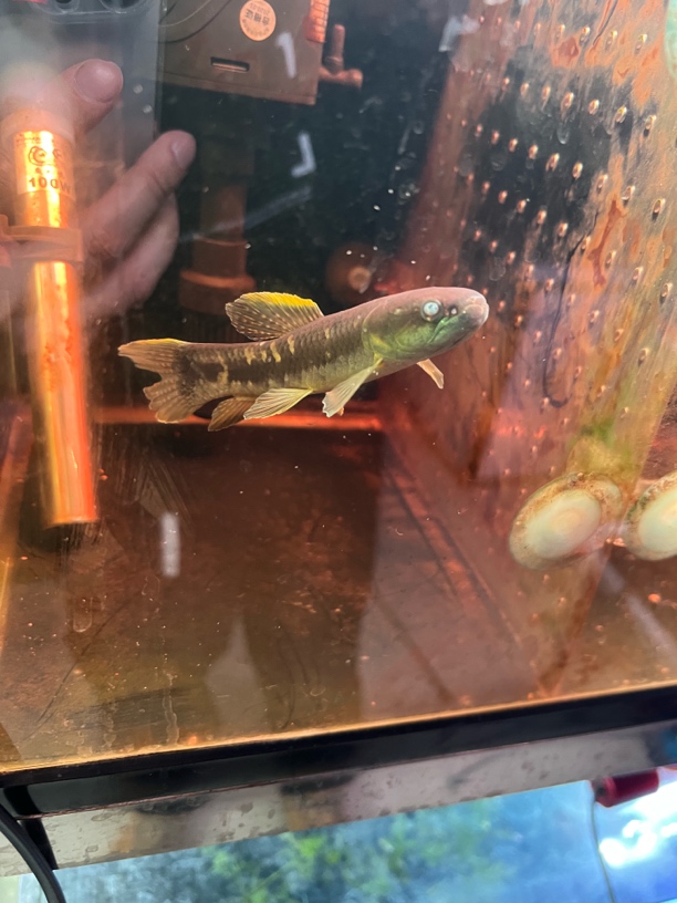 特价七彩牙鱼 凶猛鱼