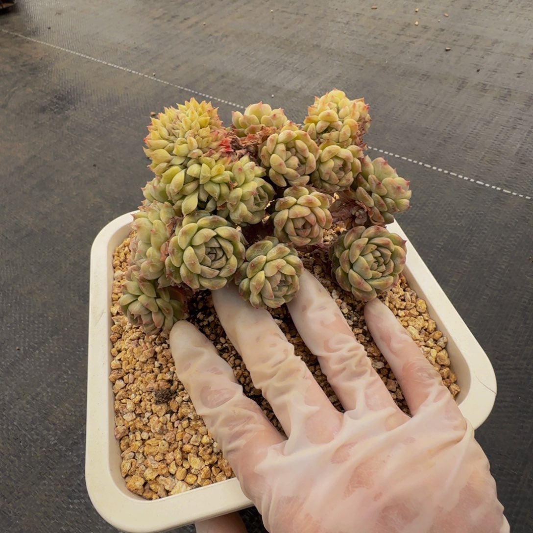 小*鱼q q q q q q q q q 50