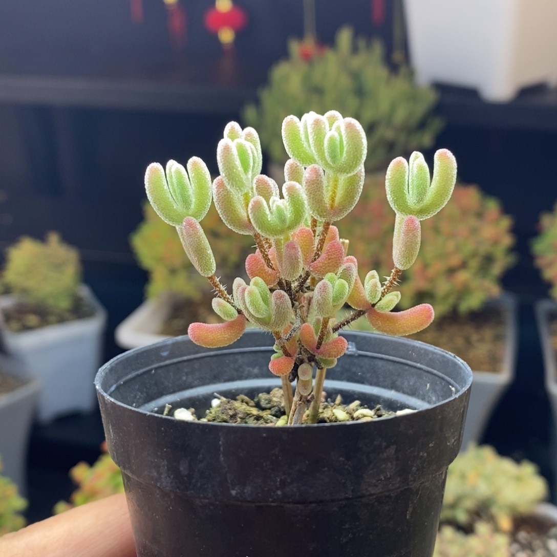 784号实生红叶枝干