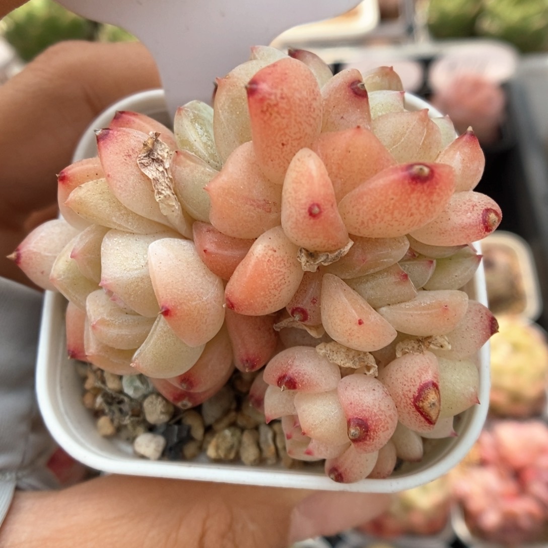 珍妮群生可拍554号。