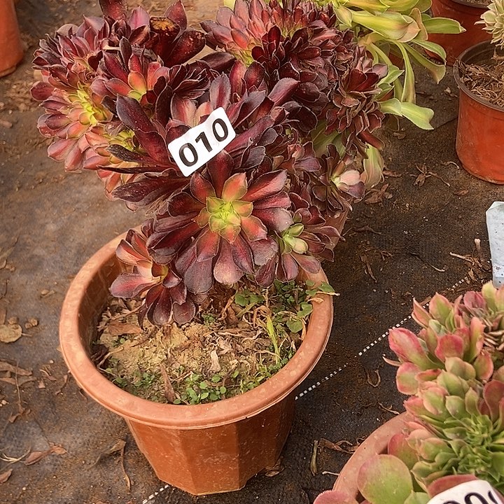 010华纳缀化老板子法师