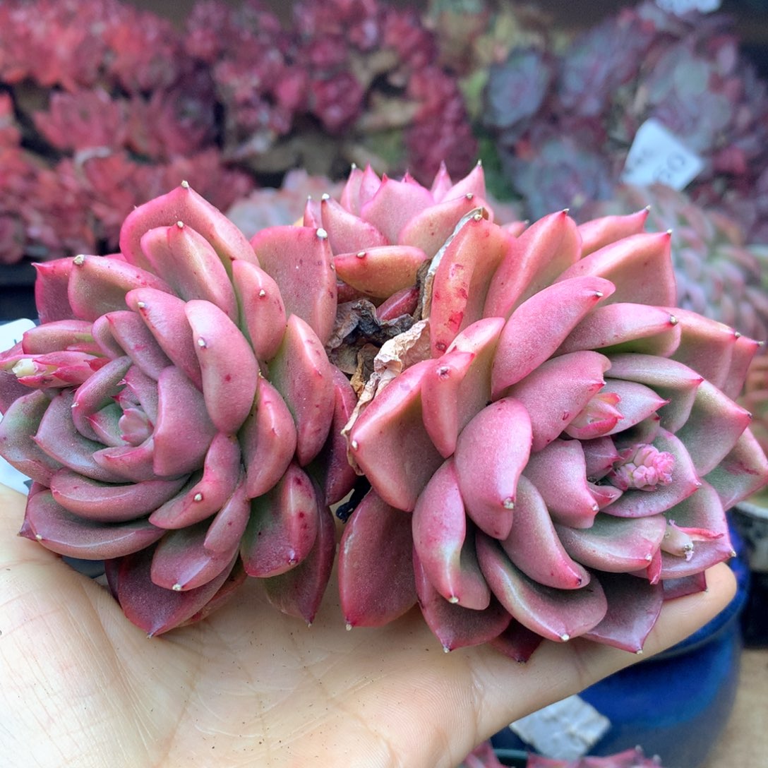 1861杂交多肉植物