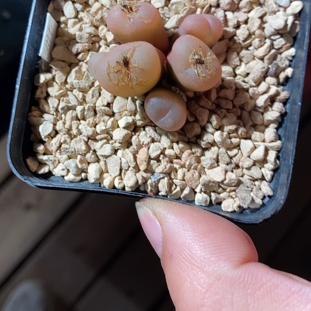 26305。 吕毛水蜜桃。 